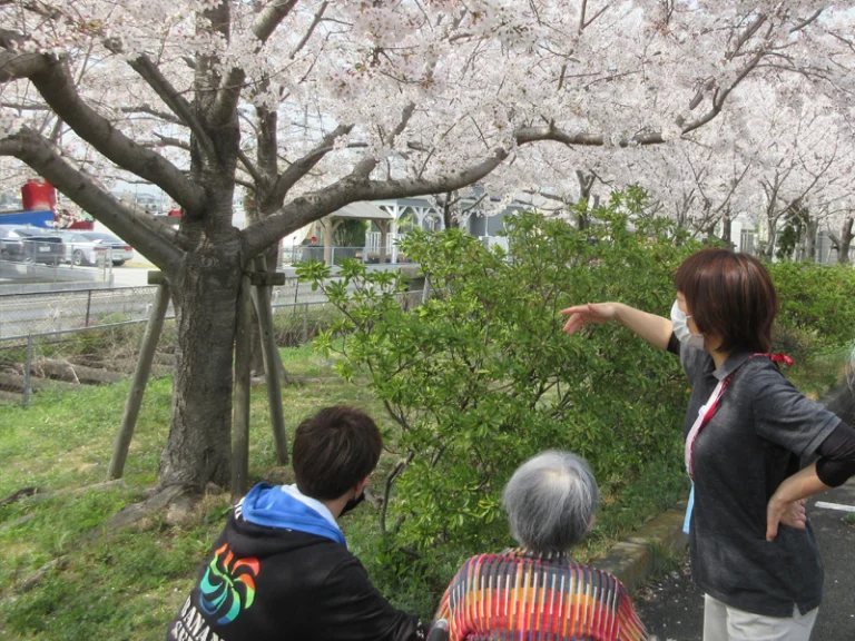 満開の桜の下でお花見